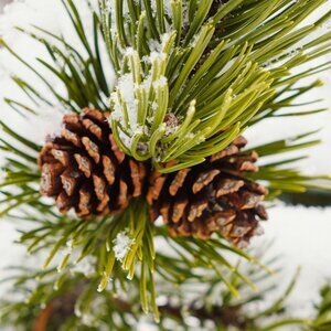 Meet your Posher, North